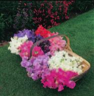 handy hints and money saving tips The ideal time to cut flowers is in the morning before the heat of the day.