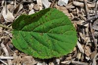 damage Bacterial leaf
