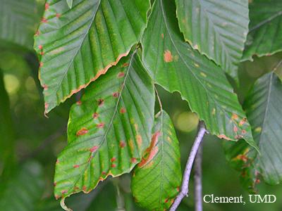 White oaks are the most susceptible of the oak species to this leaf blotching disease.