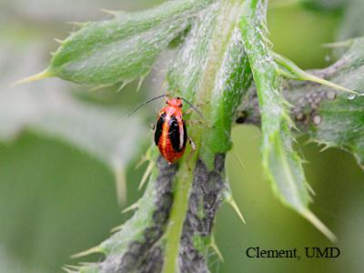 Insects and Other Pests by Mary Kay Malinoski, Extension Specialist, Home and Garden Information Center Four-lined plant bug damage is