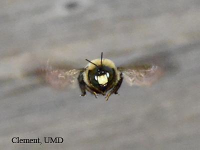 Carpenter bees have been busy! Male with a white spot on his face defending his territory.