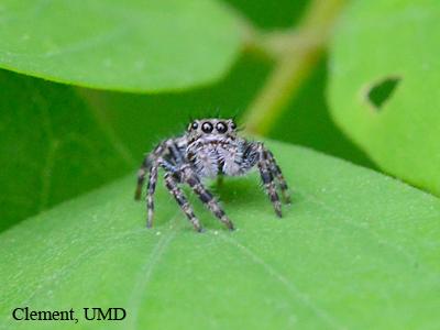 Cute little jumping spiders What a face! Checking out what s good to eat in boxwoods Reminder: Watch for Ticks!