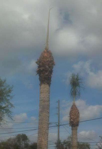 Do not hurricane cut palms!