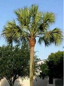 Pruning Palms - Don t prune palms needlessly