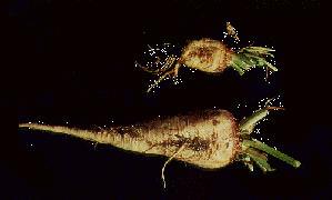 Figure 2. Sugar beet plants parasitized by Heterodera schachtii. Note severe stunting and yellowing of diseased plants. petioles and remain stunted until harvest.