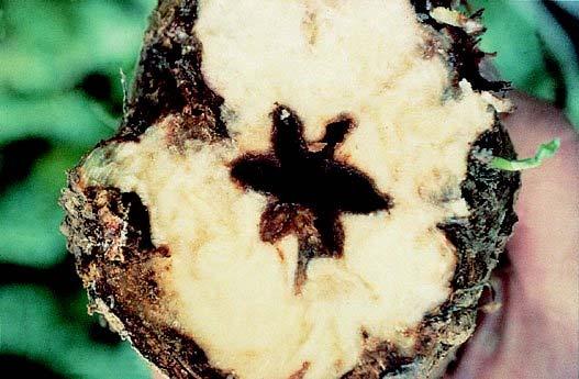 Boron deficiency is responsible for Heart and Dry Rot. Unlike Late Root Rot, this rot begins in the area of heart leaves which become black and die.
