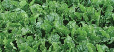 Summary Potassium (K, potash: K 2 O) is essential for all crops and sugar beet requires large amounts.