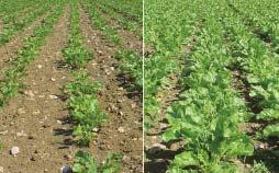 Potassium uptake (into the crop) Sugar beet has a large requirement for K. Chart 3 shows the total crop uptakes and offtakes of K in the harvested beet of the crops whose yields are shown in Chart 2.