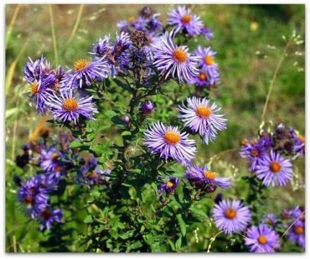 Plant Choices New England Aster