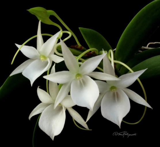 speaker for this month, Tom Kuligowski, has long been known as the Angraecum man.
