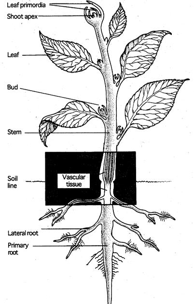 External Plant Parts Stems- Support buds and leaves
