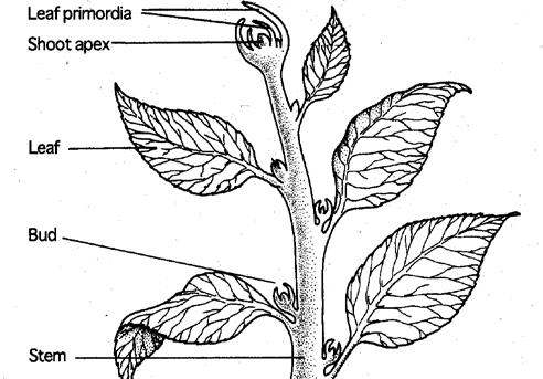 Nodes and Internodes Node- an area on stem where buds (leaf or flower) are located.