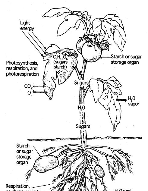 Plant Growth and Development Photosynthesis- The plants ability to make its own food.