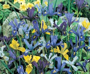 blue sheen so dark it s often referred to as the black tulip. #WP103 10 Premium bulbs $15.