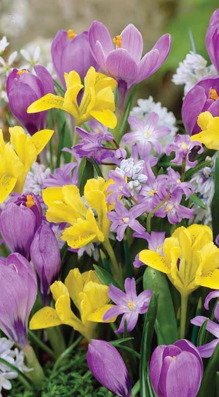 Whimsical Collection - 50 bulbs (Coleccion Antojadizo - 50 bulbos) For early to mid-spring color, plant this mixed assortment of bulbs.