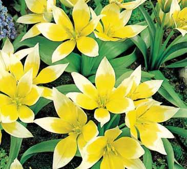 Plant clusters spread rapidly to create carpets of early spring color. # WP109 15 Premium bulbs $12.