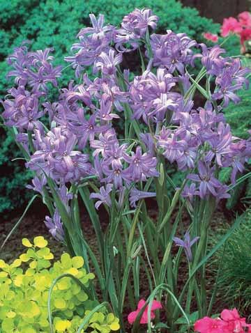WP111 WP112 Mixed Hyacinths - 3 bulbs (Mezcla de Jacintos - 3 bulbos) Enjoy the delightful fragrance, the vibrant colors and the amazing vigor