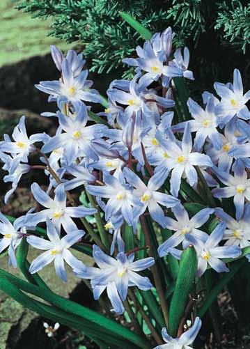 Ideal for forcing, these fragrant beauties thrive indoors as living potpourri. #WP111 3 Premium bulbs $10.