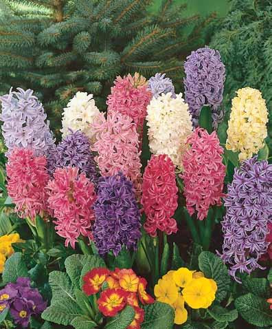 delightful accent planting or beautiful color contrast. #WP112 10 Premium bulbs $7.