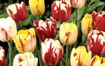 50 WP122 Rembrandt Tulip Mix - 7 bulbs (Tulipanes Rembrandt - 7 bulbos) The flowers that inspired Tulipmania in Europe in the 17th century, when a single bulb could command up to $30,000!