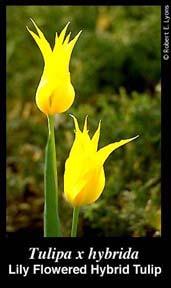 4 of 7 9/15/2006 7:55 AM Narcissus, commonly known as daffodils, encompass 12 divisions with remarkable range in size, color, and form. Often, bulbs are sold as single, double, or triple nose size.