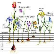 Planting bulbs Be sure you know which end is up! Plant only in well drained areas.