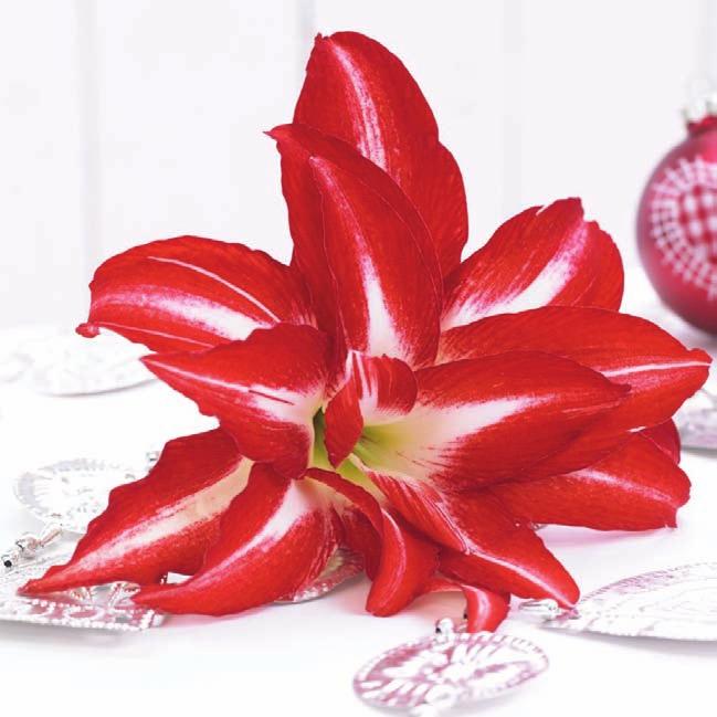 Amaryllis Splash looks great as a cut flower