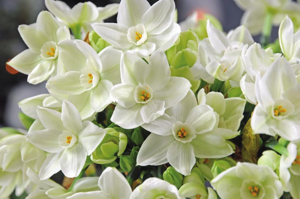 Paperwhites Lovely scented flowers brighten the winter months