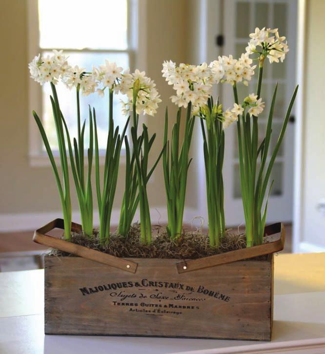 foliage. Paperwhites make great gifts and are fun to grow!
