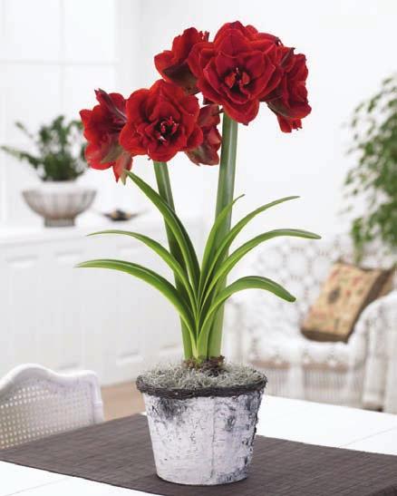 Plant multiple bulbs in bigger containers for a