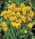 3 6 10" 24 2 mid to late spring 10 Tall Dutch Irises Mixture 8 Tête-à-Tête Daffodils 2 New Spring Garden
