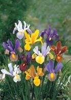 blooms Easy-to-grow, showy flowers These springtime beauties will provide spectacular color and charm in the