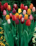 5 Deluxe Tulips Mixture Place an individual order of $40 or more and receive 8 Tête-à-Tête Daffodils, a $10 value,