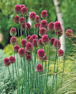 20 Drumstick Alliums Item 32509 $8 10 Tiger Irises Mixture Item 90093 $11 From green to burgundy, a color-changing dazzler Eye-catching