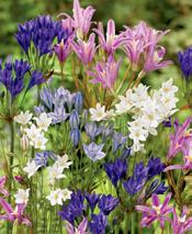 Adds striking color to any rock or woodland garden and makes the perfect addition to flower arrangements.