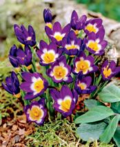 20 24" Bigger, healthier mean more beautiful flowers 5 Monsella Tulips Item 32488 $12 15 Sieberi Tricolor Crocuses Item 32511 $11 20