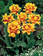Flamboyant flowers for a showy spring Welcome spring with bright, bold color Successive blooms for a long floral show Fragrant, graceful and