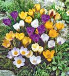 daffodils grown anywhere in the world!