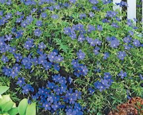 1 Brookside Hardy Geranium Item 31947 $15 Dependable repeat bloomer A mounding, ground-hugging habit makes this perennial an ideal ground cover or