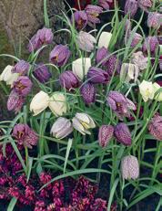 5 Purple Sensation Alliums Item 30283 $12 Densest flower, deepest hue A colorful naturalizer.