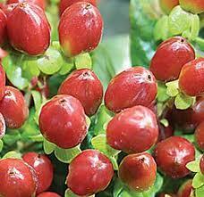 Hypericum berries AKA St.