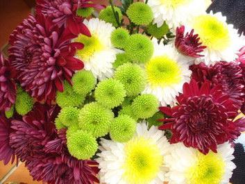 Chysanthemums Referred as Mums Many different kinds Used in Medical Practices Different