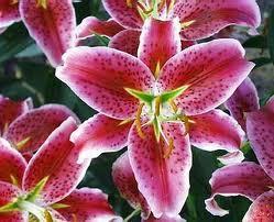 Lily, Asiatic Lily,