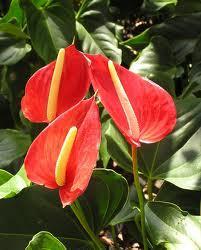 Antherium Available in Red, White and Pink Often sold as a potted Plant Commonly used in tropical