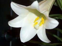 Easter Lily Sold in bulbs as