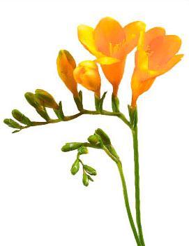 Freesia up to eight blooms on each stock Red,