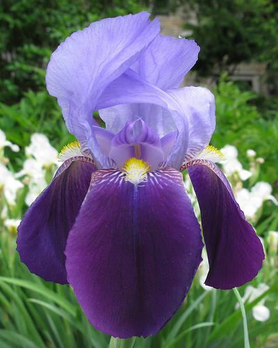 Iris blue, purple, white, yellow,