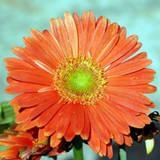 Gerbera Daisy Cream, orange,