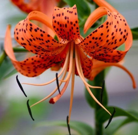 Tiger Lily Have either spots or