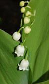 Lily of the Valley 12 more